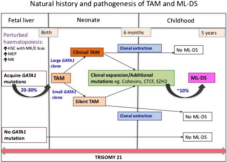 Natural history and pathogenesis of TAM and ML-DS (Bhatnagar, et al. 2016).jpg