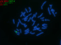 Thumbnail for version as of 12:50, 10 March 2025