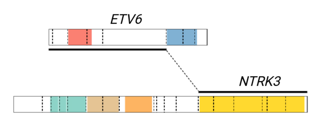 Gene fusion diagram showing the canonical breakpoints in exon 5 of ETV6 (NM_001987) and exon 15 of NTRK3 (NM_001012338). Alternate fusion breakpoints include exon 4 of ETV6 and exon 14 of NTRK3.